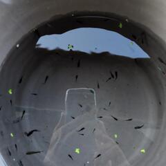めだか　mix　稚魚〜若魚　画像全ての画像
