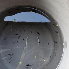 めだか　mix　稚魚〜若魚　画像全ての画像