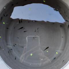 めだか　mix　稚魚〜若魚　画像全ての画像