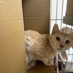 甘えん坊さんで、名前を呼ぶとお返事してくれます。