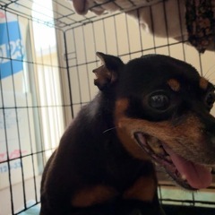 【至急】ミニチュアピンシャー　男の子　7歳 - 犬