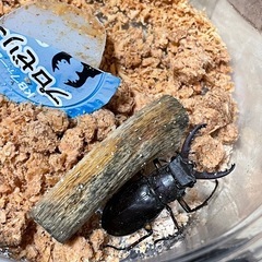 8月19日受け取り限定0円！小さなミヤマ♂3匹の画像