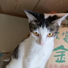 6ヶ月の兄妹猫 - 小郡市