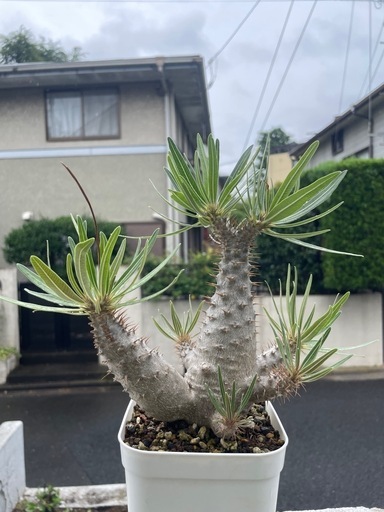 パキポディウム　グラキリス　実生