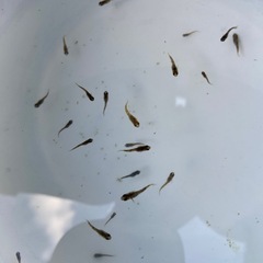 メダカ　金閣　稚魚　無選別　10匹の画像