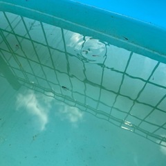 メダカ　金閣　稚魚　無選別　10匹の画像
