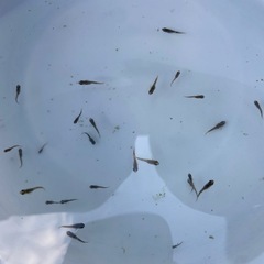 メダカ　金閣　稚魚　無選別　10匹の画像