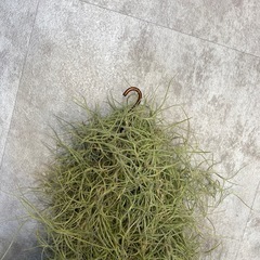 ウスネオイデス エアプランツ 観葉植物　の画像