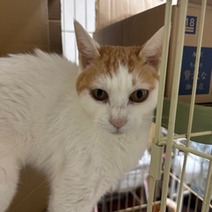 片目が少し障害が有る茶白ブチのメスにゃん