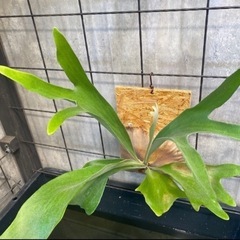 コウモリラン ビカクシダ 板20×30 ネザーランドの画像