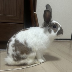 里親募集 - その他