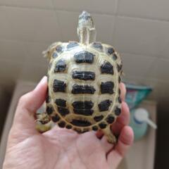 lLINEを追加して陸亀と水亀モードの画像