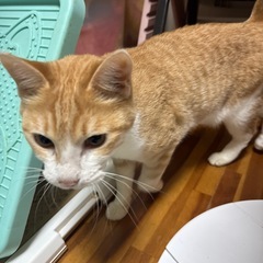 人懐っこい穏やかな性格のメスにゃん