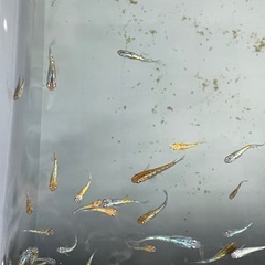 メダカ　三色ラメの画像