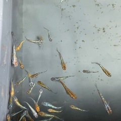 メダカ　三色ラメの画像