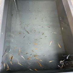 メダカ　三色ラメの画像