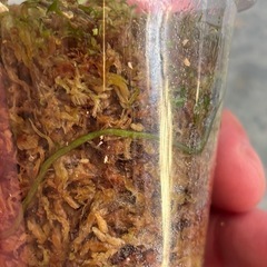 スキンダプサス　シルバーナイト　観葉植物の画像