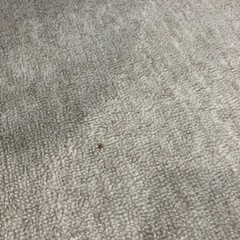 四畳半カーペットの画像