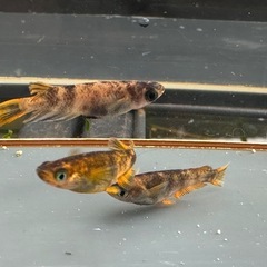 メダカ 和墨美虎🐯1ペア＋メス の画像