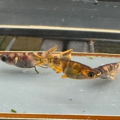 メダカ 和墨美虎🐯1ペア＋メス の画像