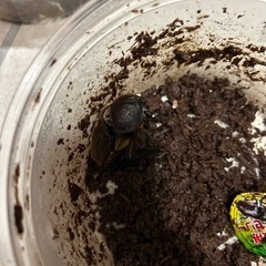 カブトムシ　ペアの画像