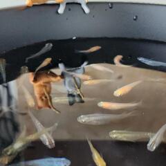 山盛り・ミックスメダカの画像