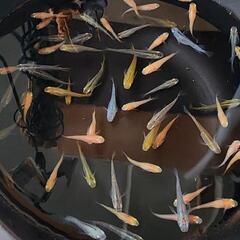 山盛り・ミックスメダカの画像