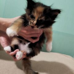 7/17生まれ　靴下　黒三毛猫