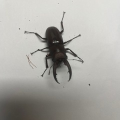 ノコギリクワガタオスの画像