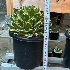 アガベ　輝山の画像