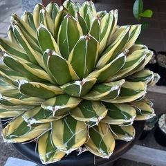 アガベ　輝山の画像