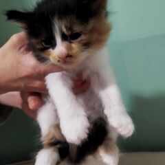 7/17生まれ　三毛猫