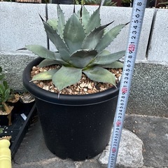 アガベ　吉祥天の画像