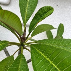 プルメリア
の画像