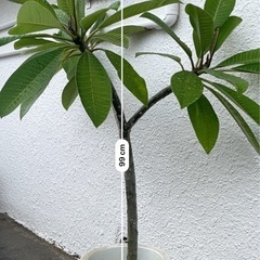プルメリア
の画像