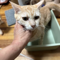 薄い茶トラの出しゃばりなメスにゃん