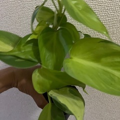 フィロデンドロン　オキシカルジムウ　ブラジルの画像