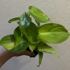 フィロデンドロン　オキシカルジムウ　ブラジルの画像