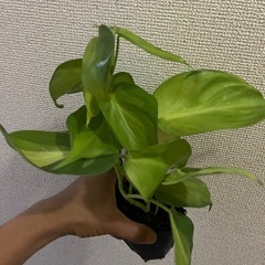 フィロデンドロン　オキシカルジムウ　ブラジルの画像