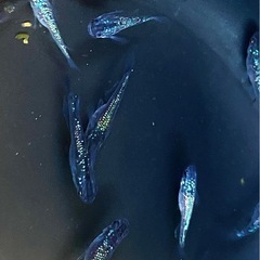 ロイヤルブルー　メダカの画像