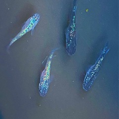 ロイヤルブルー　メダカの画像