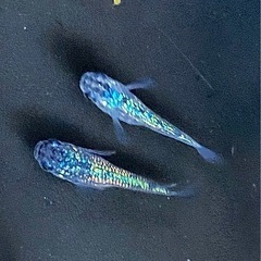 ロイヤルブルー　メダカの画像