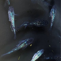 ロイヤルブルー　メダカの画像