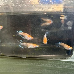 メダカ（アマテラス若魚）の画像