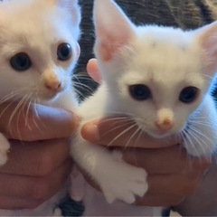 生後1.5〜2ヶ月 子猫