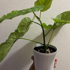 ウンベラータの画像