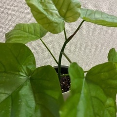 ウンベラータの画像