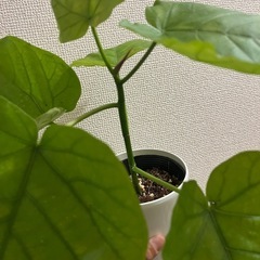 ウンベラータの画像