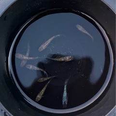 ラメめだか現物の画像