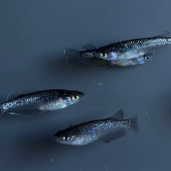 メダカ　15匹+α 【画像同等】ミッドナイトフリル系　めだか　若魚〜成魚サイズの画像